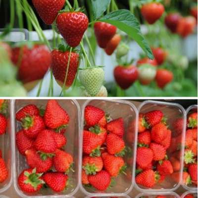 My-project-10-400x400 Sale of NIAB's Strawberry Breeding Programme to Bayer